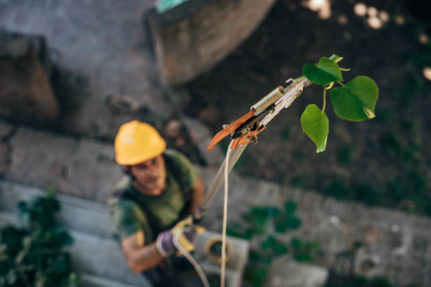 Best Tree Pruning Services  in Hoquiam, WA